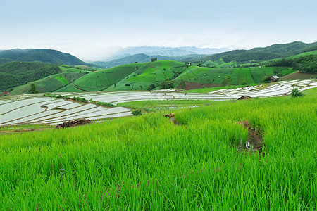 绿地水稻田山脉风景食物生产植物群农村场景旅行栽培季节图片