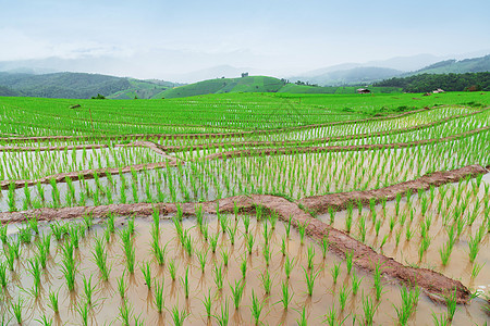 绿地水稻田村庄农村季节植物生产文化植物群风景栽培农场图片