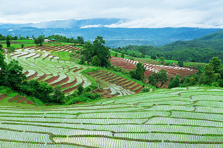 绿地水稻田村庄农村山脉季节农田植物群文化环境食物爬坡图片