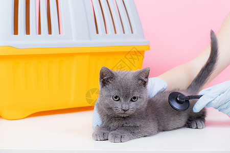 猫在兽医的招待会上 在兽医桌上的猫 兽医动物治疗 宠物健康 一篇关于动物的文章 关于兽医学的文章 一只灰色的猫躺在背景的桌子上 图片