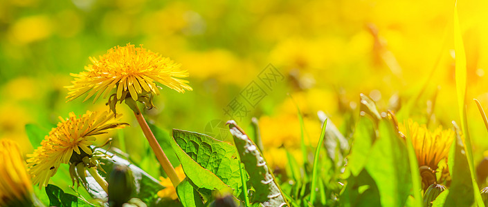 蒲公英的领域 一篇关于夏花的文章 美丽的黄色花朵背景与光 灿烂的夏日阳光明媚的花朵场地农场植物叶子天空土地家庭蓝色爬坡道墙纸图片