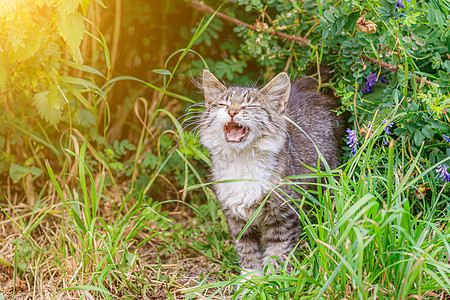 虎斑猫躺在草地上 散步的家猫 漂亮的猫作为封面 动物的范围 猫喵喵叫图片