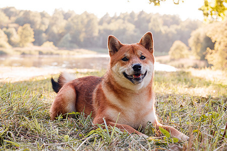 秋田犬在公园散步 漂亮的狗 夏天和狗一起散步 草地上的狗 印刷产品的狗照片概念 可爱的狗晴天犬类柴犬动物幸福哺乳动物小狗宠物日历图片