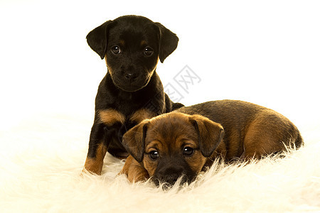 2只杰克鲁塞尔小狗 白底羊皮上哺乳动物黑色犬类褐色棕色说谎动物脊椎动物宠物棕褐色图片
