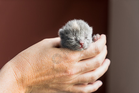 英国短毛小猫 一到两周大一两个星期 与红色的背地牵在一起猫咪猫科动物尾巴宠物胡须动物毛皮新生儿人体照顾图片