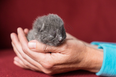 英国短毛小猫 一到两周大一两个星期 与红色的背地牵在一起部位头发宠物照顾婴儿毛皮眼睛猫咪尾巴巧克力图片