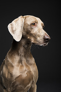 黑背景的维马拉纳犬女狗肖像游戏宠物香味短发动物猎犬忠诚黑色说谎哺乳动物图片