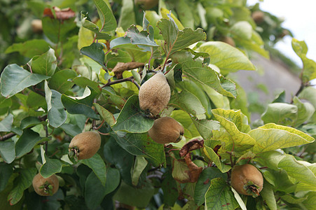 金艳猕猴桃秋天阳光下叶子和模糊背景的不成熟五分种果(西多尼亚)背景