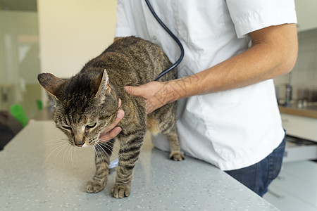 塔比猫被一个无法辨识的兽医用听诊器检查 她的心脏会听她的心声图片