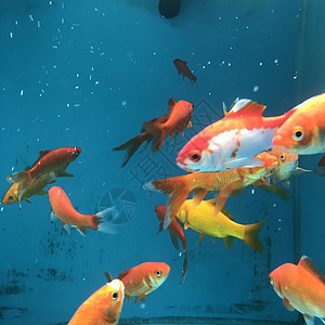 在一个宠物店的蓝鱼缸中的橘子金鱼图片