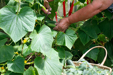 手砍花园的黄瓜 乡村工作 成长中的黄瓜图片