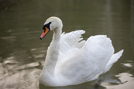 野外的白天鹅 美丽的天鹅在湖里游泳池塘动物反射父母孩子脖子蓝色野生动物荒野翅膀图片