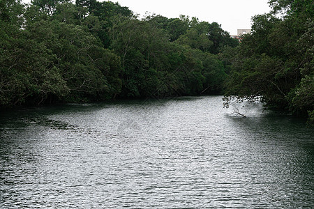 环绕湖泊的绿林 在自然界的水美中反射蓝色旅游生态流动丛林草地河流旅行季节天气图片