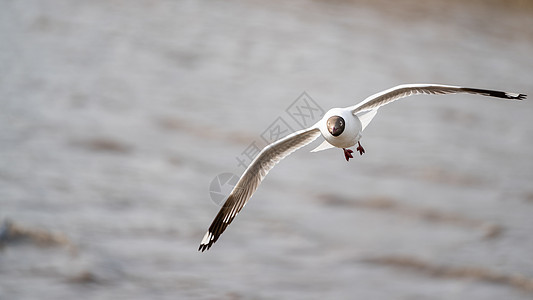 海鸥在海面上飞翔荒野日历季节翅膀天空野生动物蓝色鸟类自由动物图片
