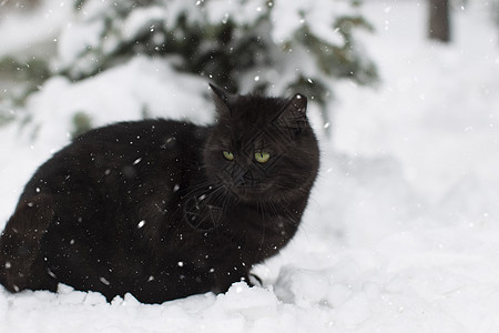 冬季森林下雪的黑猫 无家可归的猫图片