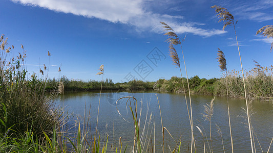 在巴塞罗纳附近的自然公园里天堂玉米草地叶子蓝色谷物日落花瓶龙头农场图片