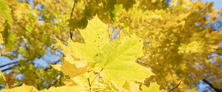 秋天的背景 黄色的枫叶在阳光下太阳射线公园叶子森林橙子衬套边界横幅环境图片