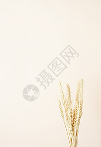 特写在米黄背景的麦穗 最小的中性花卉组合情绪植物学沙漠植物创造力热带艺术白色乐趣流行音乐图片