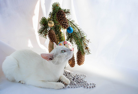 新年前夜 2022  一只好奇的白色猫坐在圣诞树花束旁边毛皮照片小猫贺卡动物哺乳动物假期猫科动物新年爪子图片