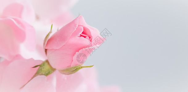 粉红玫瑰在灰色背景上 适合背景贺卡和请柬 婚礼 生日 情人节 母亲节等邀请函植物花束庆典礼物宏观植物群玫瑰衬套卡片植物学图片
