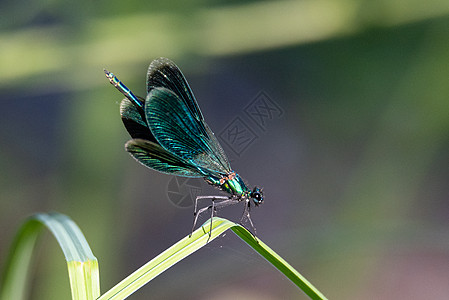 阳光明媚的一天 绿落在一片叶子上生活蓝色翅膀池塘野生动物蜻蜓荒野背景男性昆虫图片