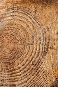 用于装饰性木材纹理背景的切木原木戒指年轮林业日志生长森林硬木树干树桩家具图片