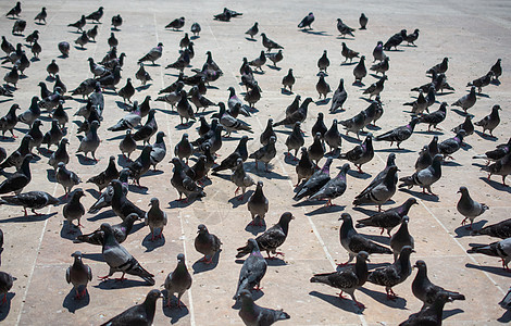 可爱的野鸽鸟生活在城市环境里野生动物羽毛正方形翅膀街道粮食面包斗争营养公园图片