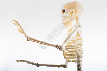 人类骨架模型 作为医学解剖科学的人体骨架模型死亡诊所腰椎骨头学习骨干医师医生脊柱教育图片