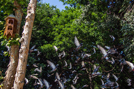 可爱的野鸽鸟生活在城市环境里羽毛营养荒野街道野生动物概念自由鸽子摄影喷泉图片