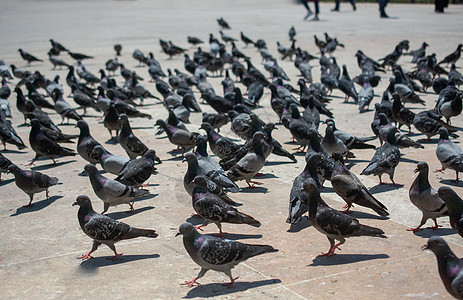 可爱的野鸽鸟生活在城市环境里公园野生动物喷泉羽毛鸽子营养存活概念街道面包图片