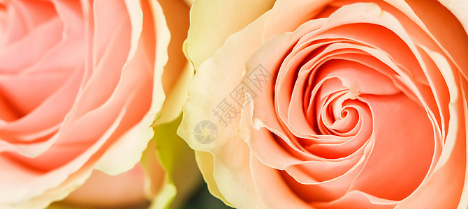 精致的淡粉色玫瑰 非常适合背景贺卡和婚礼请柬 生日 情人节 母亲节季节纪念日宏观生长庆典热情植物植物群花瓣周年图片
