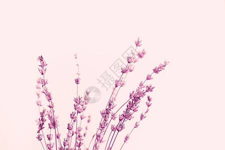 在明亮紫色背景下 安排干洗的熏衣花朵图片