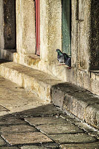 在入口的石阶上做白鸽晒太阳动物日光浴街道羽毛账单鹅卵石鸽子花园石头太阳图片