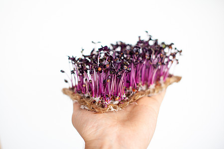 紫色微绿色萝卜芽 在你的手草本植物市场沙拉幼苗发芽素食植物婴儿叶子厨房图片