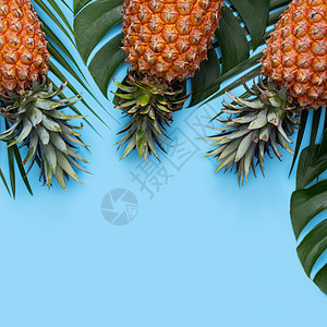 蓝色背景热带叶子新鲜菠萝的顶部视图凤梨高架销售水果食物丛林植物框架棕榈海报图片