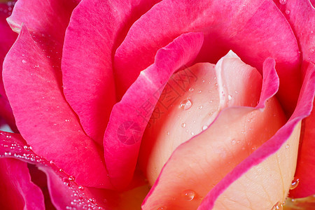 美丽的粉色黄色玫瑰 露水滴 适合贺卡背景 (掌声)图片