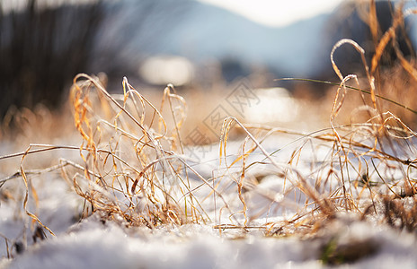 冷冻的橙色干草叶 靠近特写细节的雪斑 — 浅景深抽象照片说明深秋图片