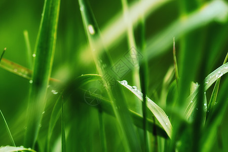 深绿色树叶雨滴草本植物气泡水滴液体草地蔬菜叶子气候刀刃图片