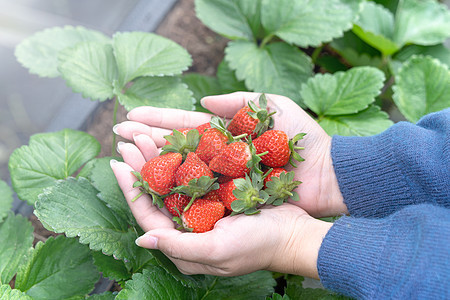 一位身穿蓝色毛衣的年轻女子正在花园里 手里拿着新鲜的时令草莓 这是有机农业的概念 特写 复制空间 宏观蔬菜耀斑浆果生产棕榈女孩温图片