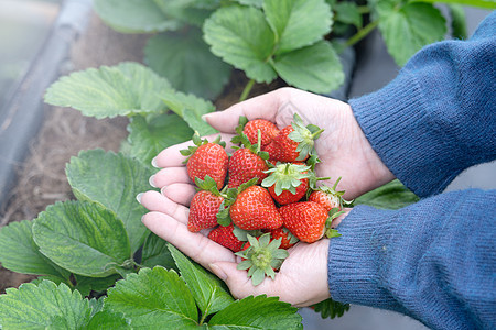 一位身穿蓝色毛衣的年轻女子正在花园里 手里拿着新鲜的时令草莓 这是有机农业的概念 特写 复制空间 宏观水果强光农场叶子浆果荒野耀图片