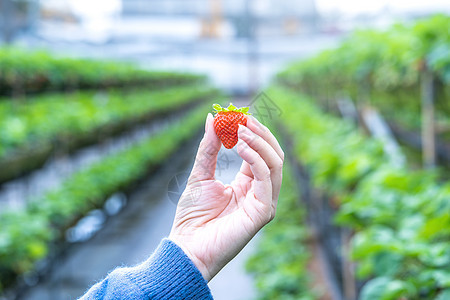 一位身穿蓝色毛衣的年轻女子正在收集新鲜的时令草莓 手里拿着孤立在花园里的手 有机农业的概念 特写 复制空间 宏观收成背景浆果生产图片