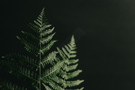 黑色背景上的两株蕨类植物复制空间生活墙纸棕榈绿色叶子树叶生长植物群热带植被图片