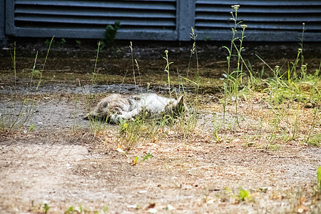 夏天白猫睡在草地上宠物爪子眼睛水泥腹部胡须幸福地面毛皮太阳图片