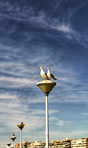 港口的灯柱上有几只海鸥翅膀羽毛邮政野生动物灯笼天堂海鸟天空力量街道图片