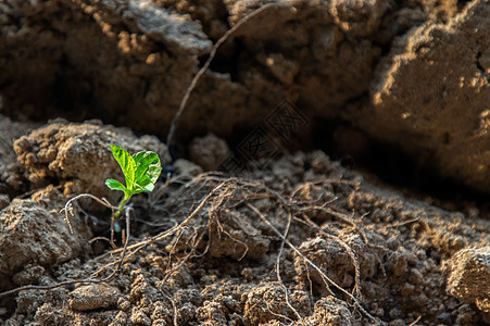 年轻的绿色植物试图从干沙中长大 希望理念灯光幼苗生长土壤农业生活发芽植物学地球沙漠图片