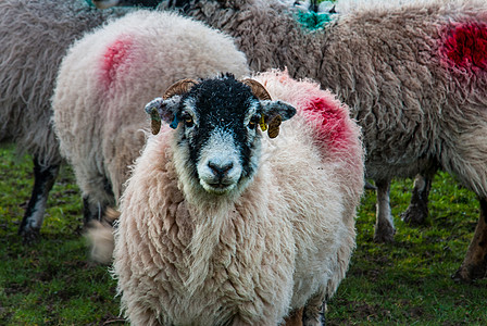 绿草上草原上的羊群白色农场羊肉背景图片