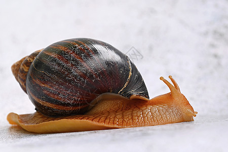 非洲蜗牛 美丽的陆地蜗牛   水象动物的详情眼睛环境花园螺旋运动宠物药品宏观天线野生动物图片