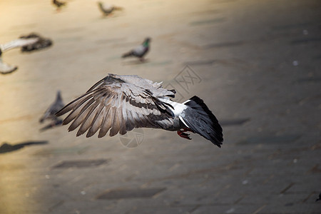可爱的野鸽鸟生活在城市环境里营养存活自由概念荒野喷泉鸽子生存摄影羽毛图片