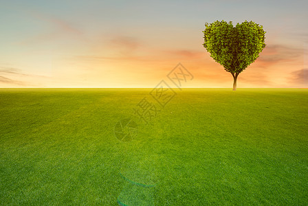 与心形树的绿色领域在日落背景草地木头花园生态阳光植物土地孤独全景花朵图片