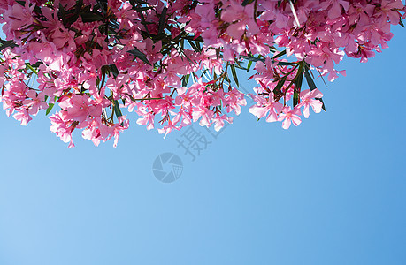 Nerium 夹竹桃树 开着粉红色的花 浪漫而美丽的植物公园神经晴天花园花朵季节婚礼植物群花束蓝色图片